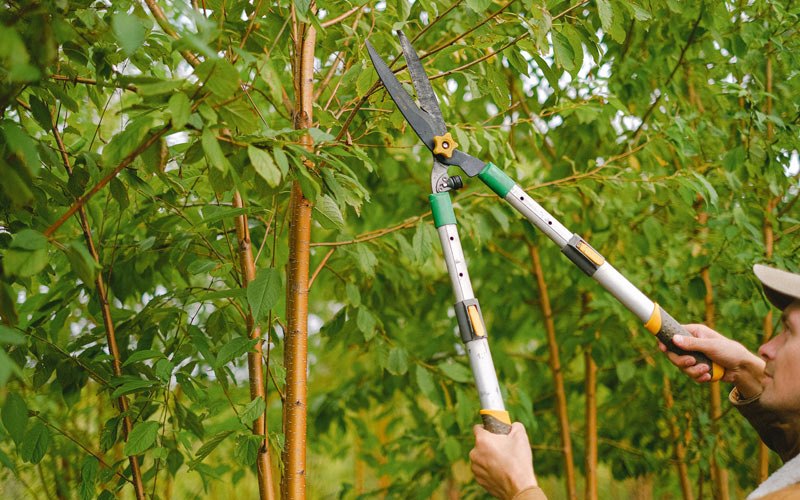 Tree trimming in Lockwood, NY